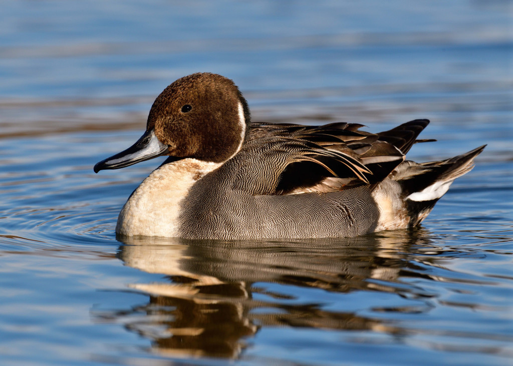 Goldeneye, Diving Duck, Wintering & Migration