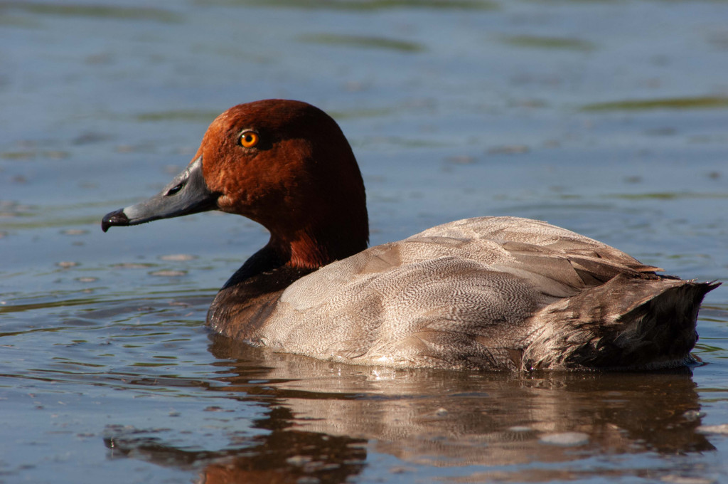 Whether dabbling ducks of diving, ducks are fun to watch in the winte