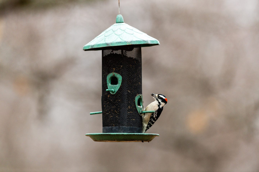 a woodpecker hangs on a green feeder