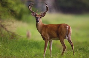 The Science of Antlers • Nebraskaland Magazine