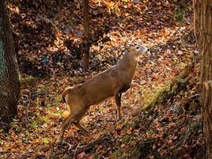 The Science of Antlers • Nebraskaland Magazine