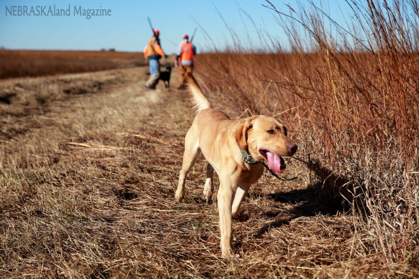 A Labrador retriever runs ahead of upland hunters.