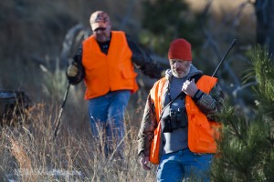 Bighorn sheep hunt