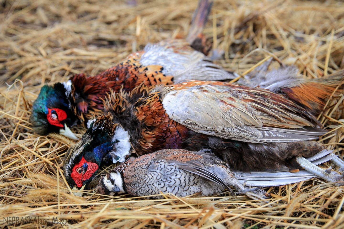 Two pheasants and a quail.