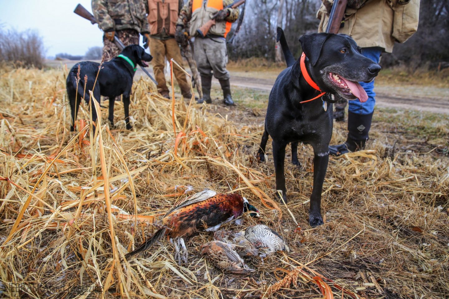 Hunters, dogs and bag shot of a rooster and quail.