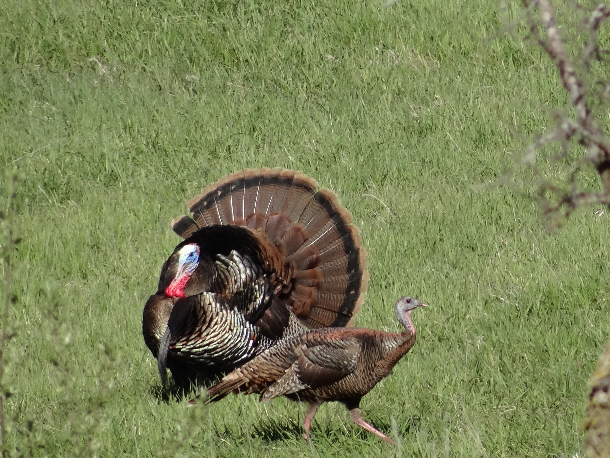 DSC08526 Late Season Turkey Tips: Gettin’ That Gobbler