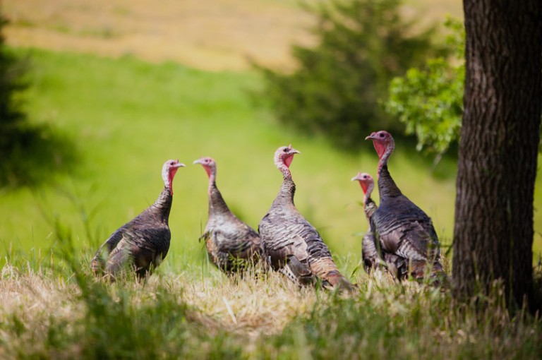 6 reasons to hunt turkeys in Nebraska •Nebraskaland Magazine