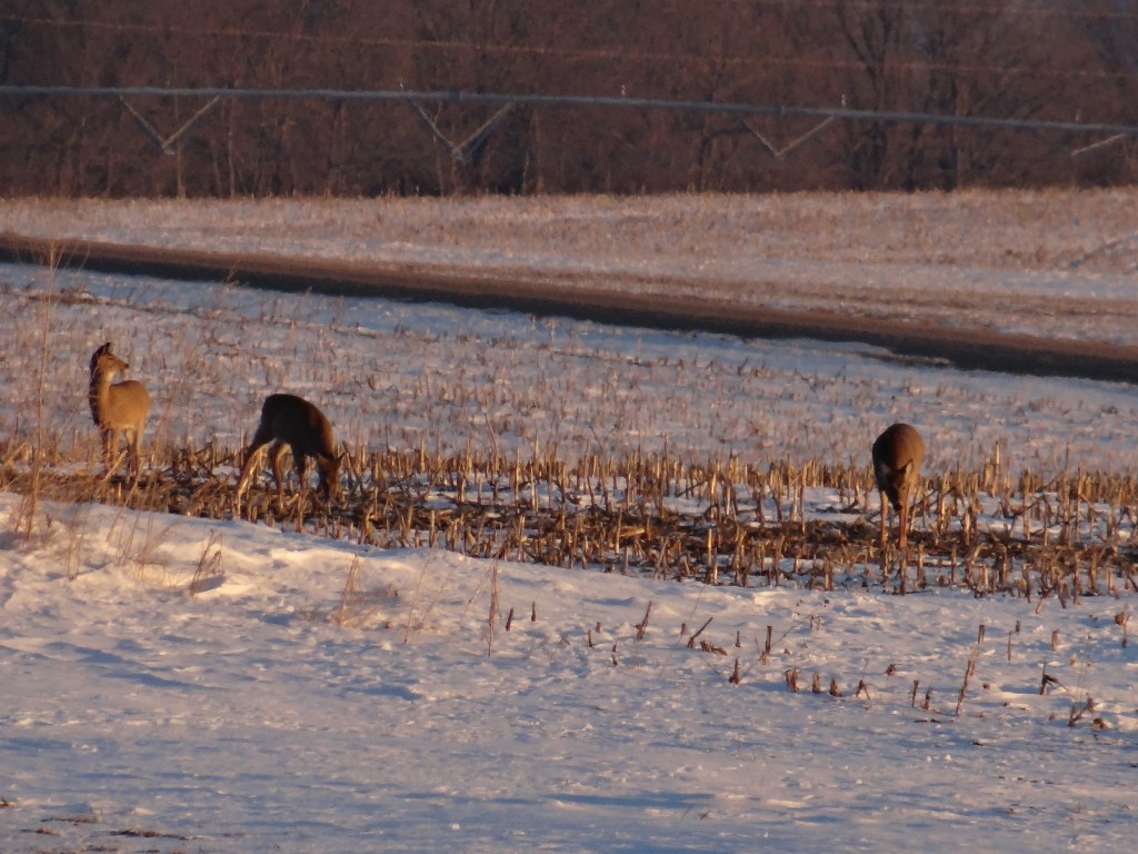 What You Need To Know For Late Season Deer Hunting In Nebraska