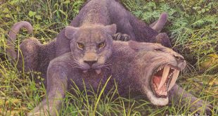 Saber-toothed cats, by Jan Vriesen