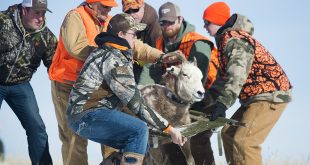 Bighorn sheep capture