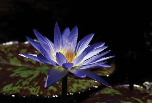 Krista Skarin photographed this Star of Siam tropical water lily at Sunken Gardens in Lincoln.