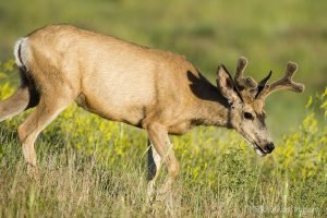 Grassland mule deer