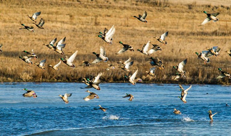 Ducks taking off from a pond.