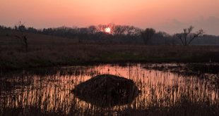 The sun sets as shadows fall over a saline wetland and a muskrat hut at the Little Salt Fork Marsh Preserve.