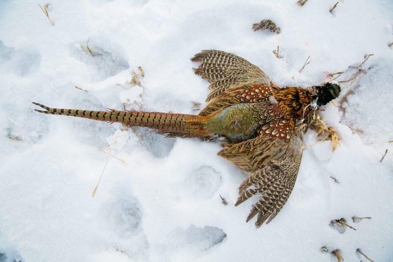 A rooster pheasant in the snow.