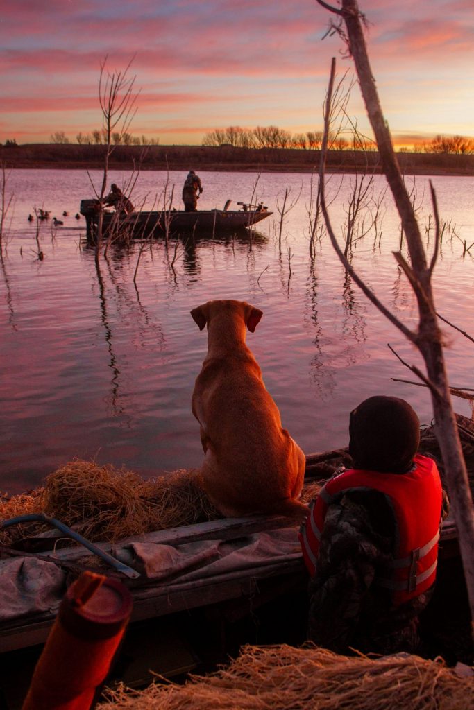 A dog and hunter watches as other hunters set out duck decoys.