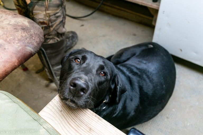 A black Labrador begging for food.