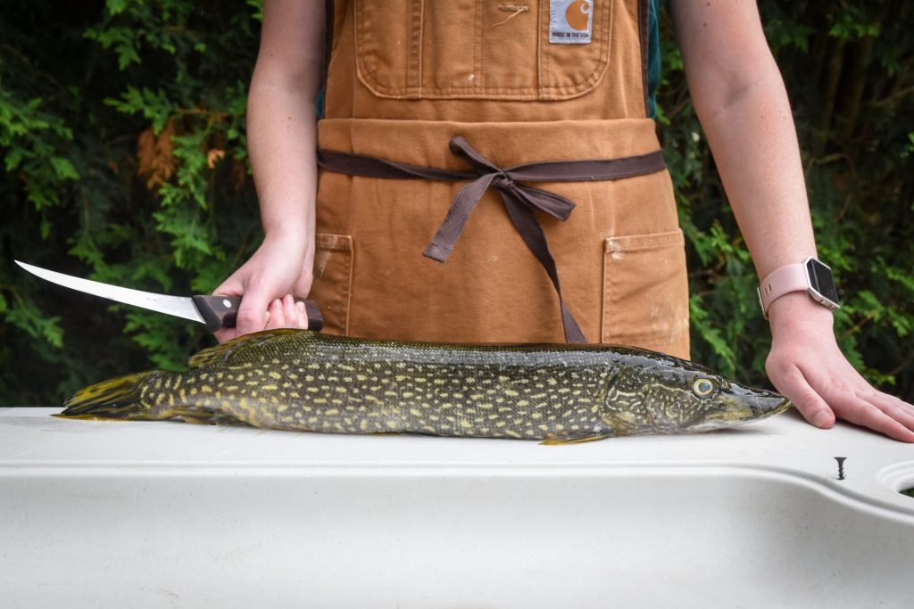 How to Clean a Pike (and Recipe) • Nebraskaland Magazine