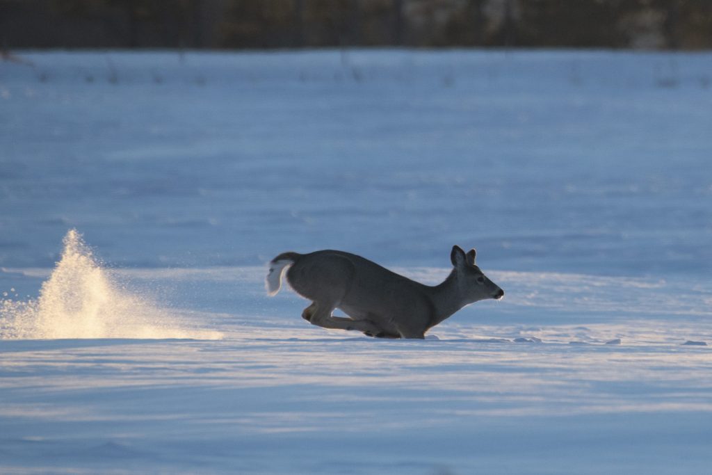 Deer in snow