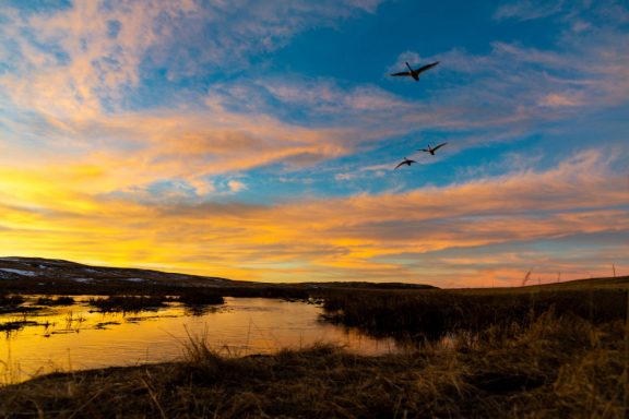 Three swans fly in a blue sky colored by a setting sun