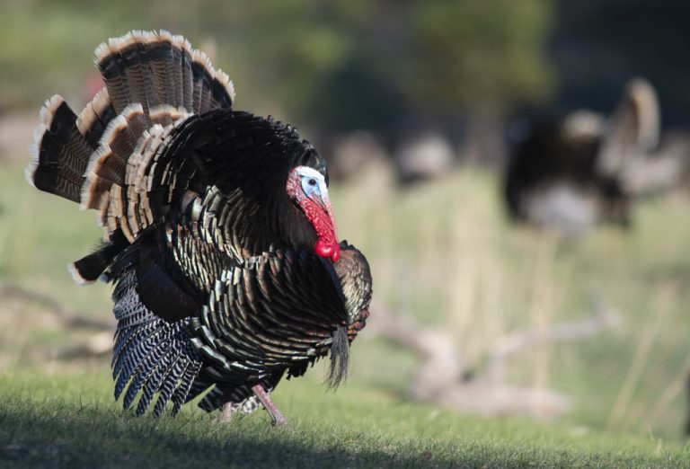 Make Nebraska a fall turkey hunting destination •Nebraskaland Magazine