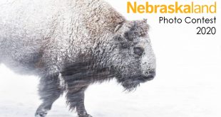 "Perseverance" photo contest entry of Bison in blowing snow by Eric Wellman