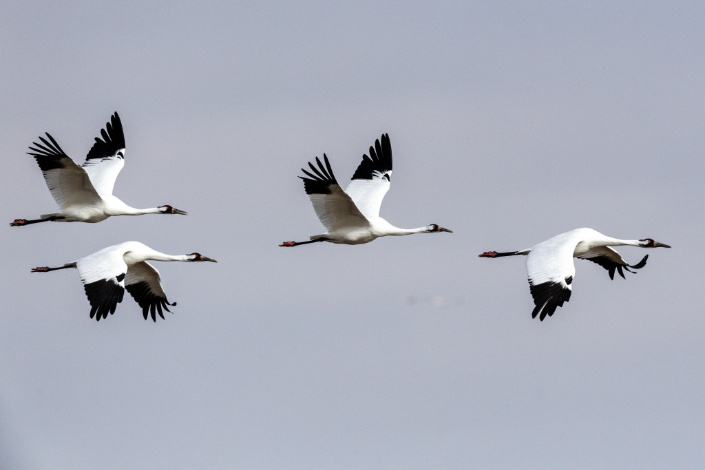 whooping cranes