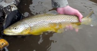BrownTrout1