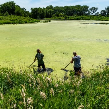 Four men walk across an oxbow lake in the summer to look for snapping turtles.