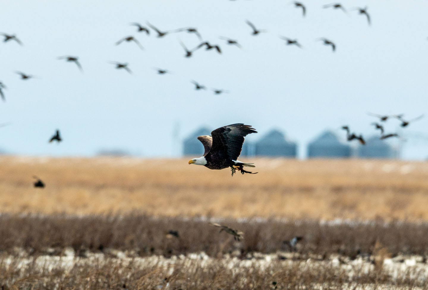 Bald eagle with coot