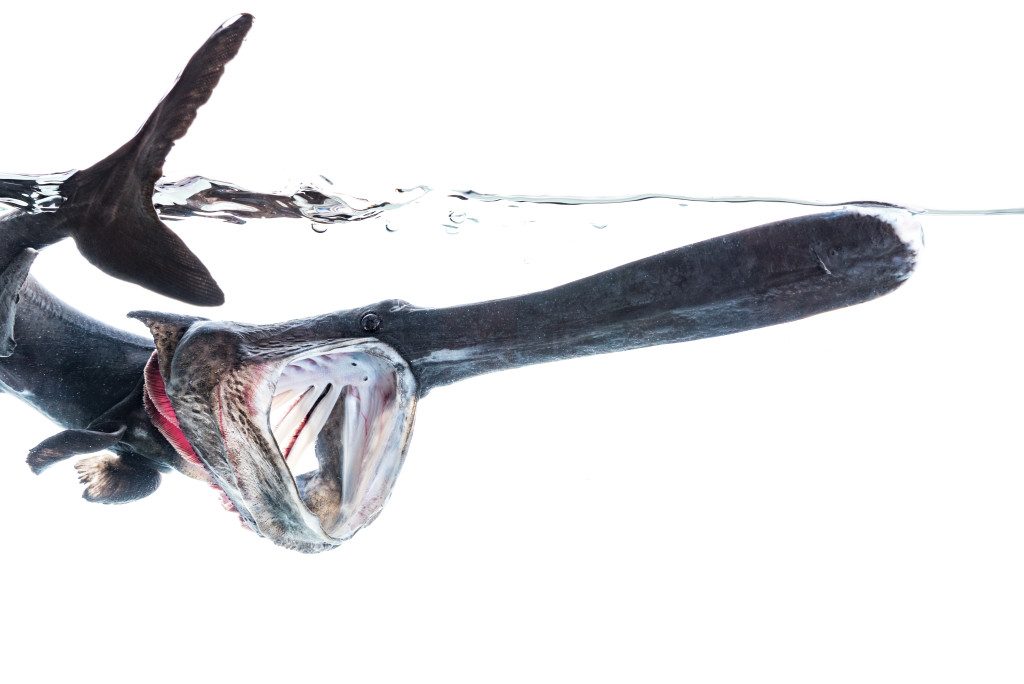 Paddlefish Snagging • Nebraskaland Magazine