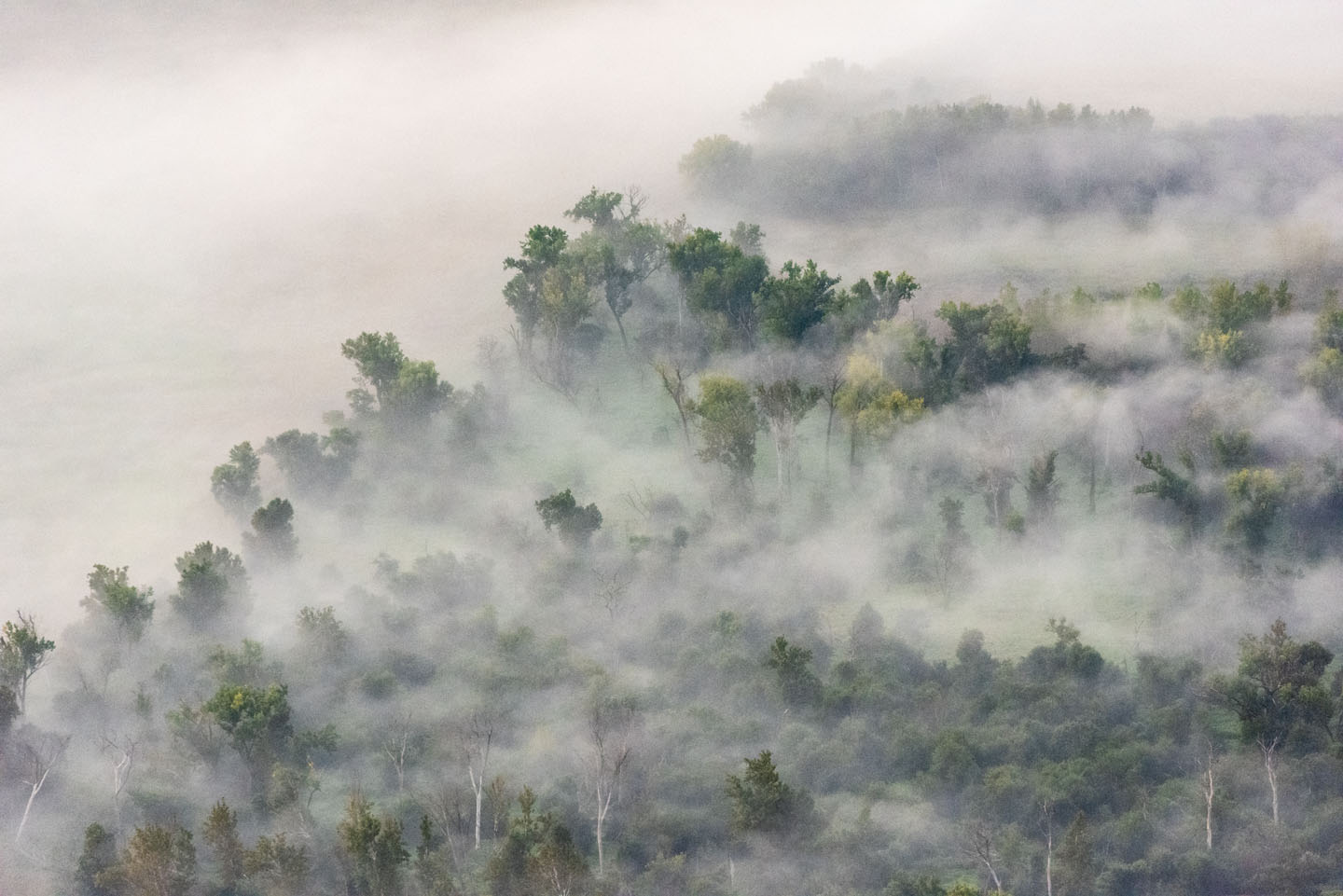 Schilling WMA fog