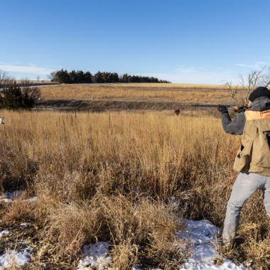 upland hunting quail dogs