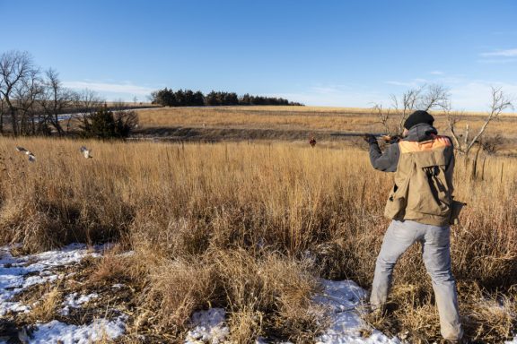 upland hunting quail dogs