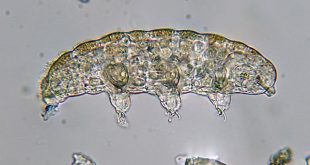 Tardigrade under a microscope.
