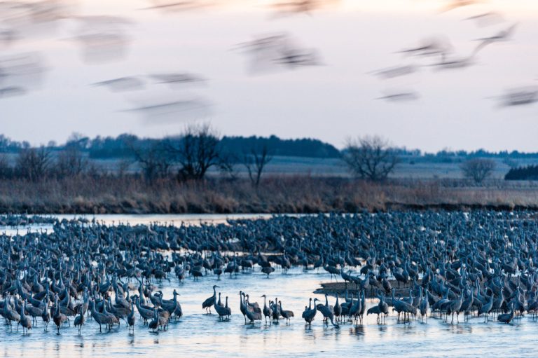 See the Sandhill Crane Migration • Nebraskaland Magazine