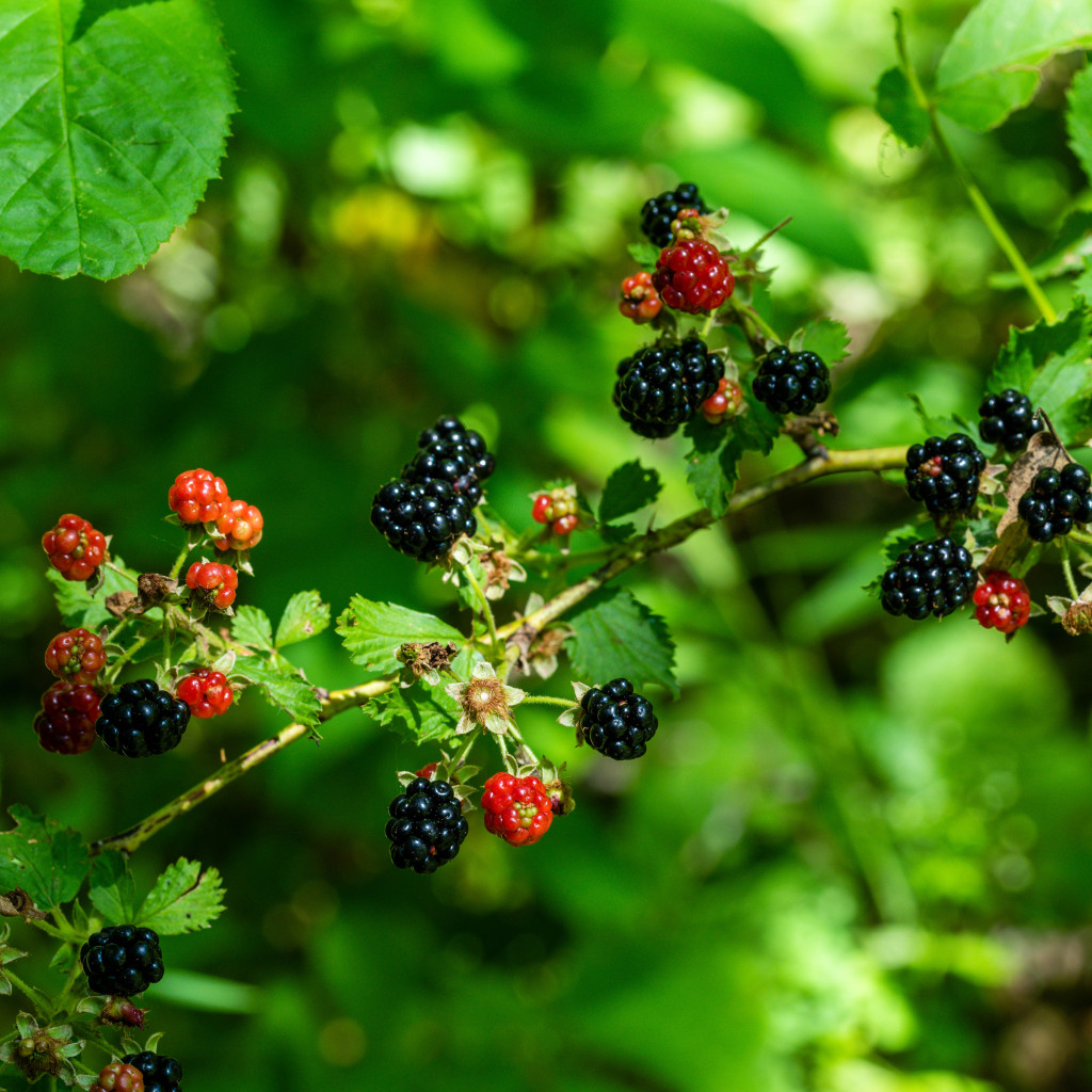 Foraging for Wild Plums, Cherries and Berries • Nebraskaland Magazine