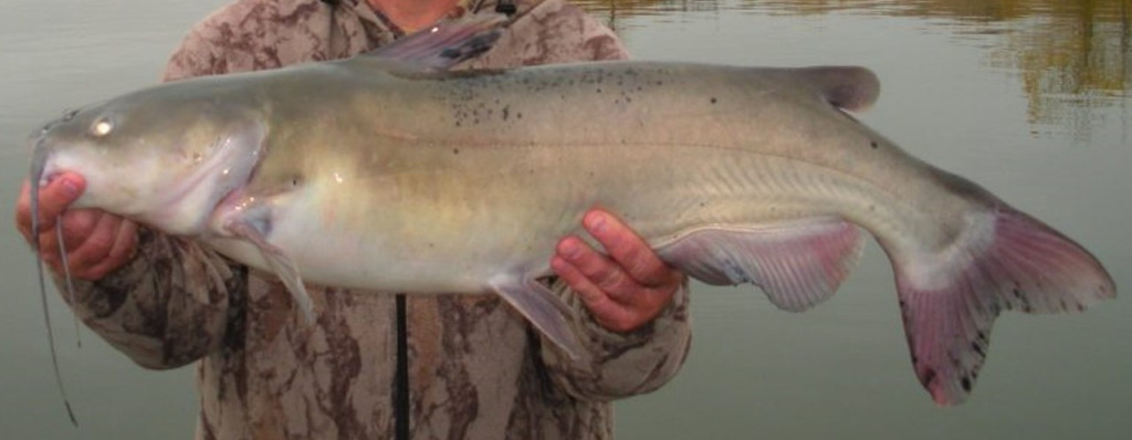 Out-of-the-(Tackle) Box Tips for Catching Channel Catfish • Nebraskaland  Magazine