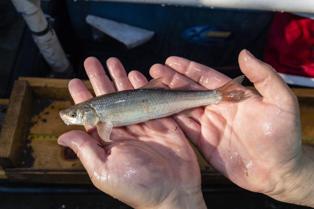 Flathead chub