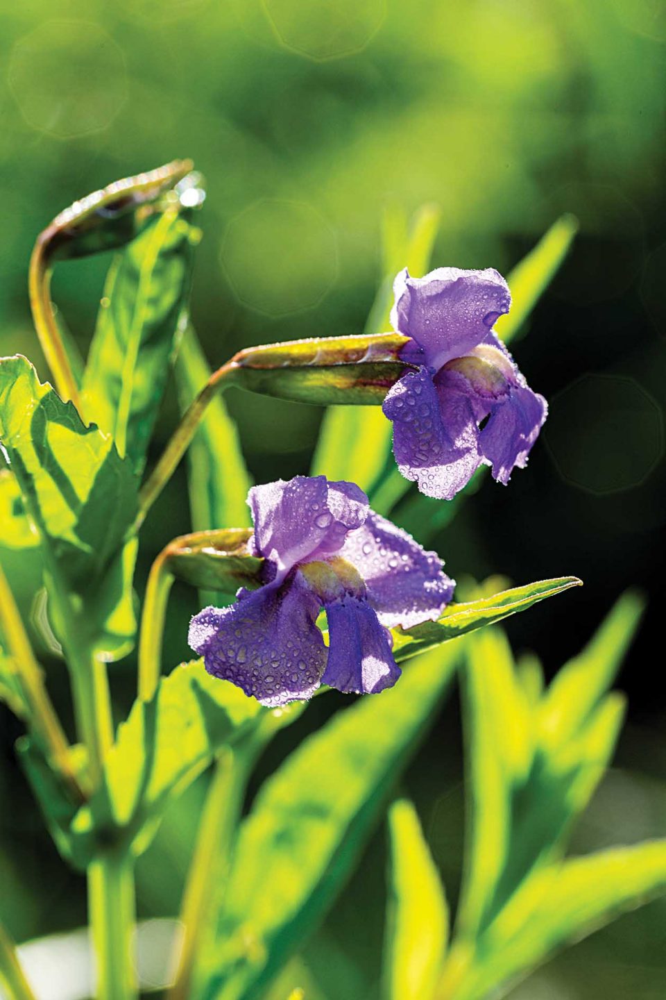 Allegheny monkey-flower 