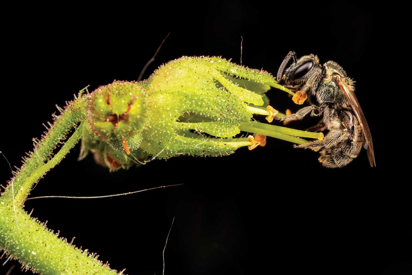 A sweat bee feeds on a lime green heuchera plant