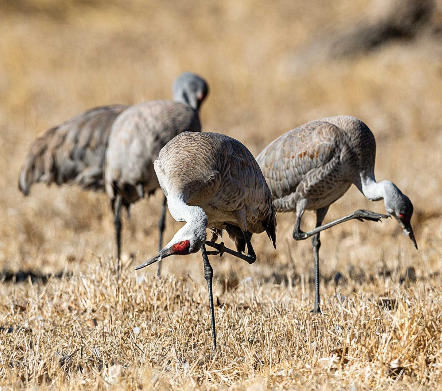 Sandhill crane preening