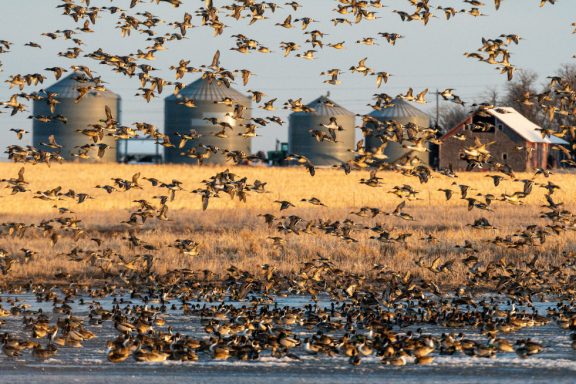 wetland ducks migration