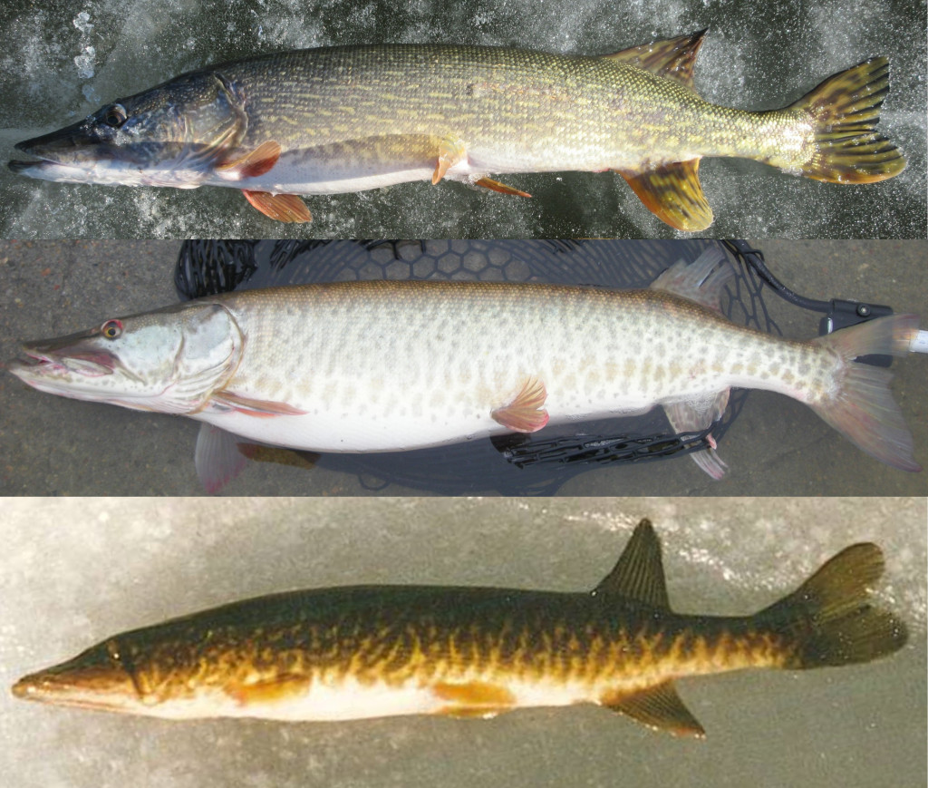 Before I Forget: Fifty Years of Muskie Fishing