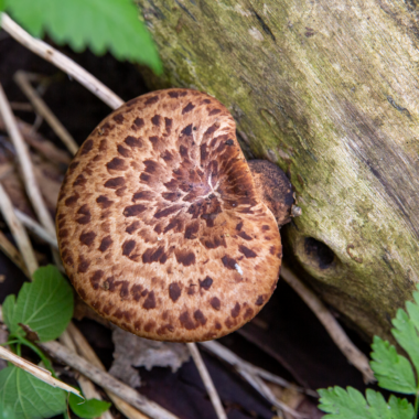 A Dryad’s Saddle mushroom attached to a log.