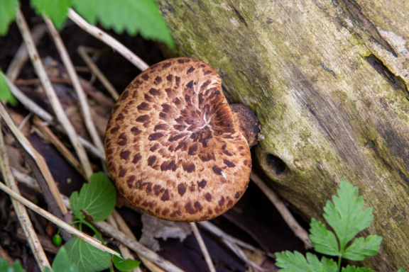 A Dryad’s Saddle mushroom attached to a log.