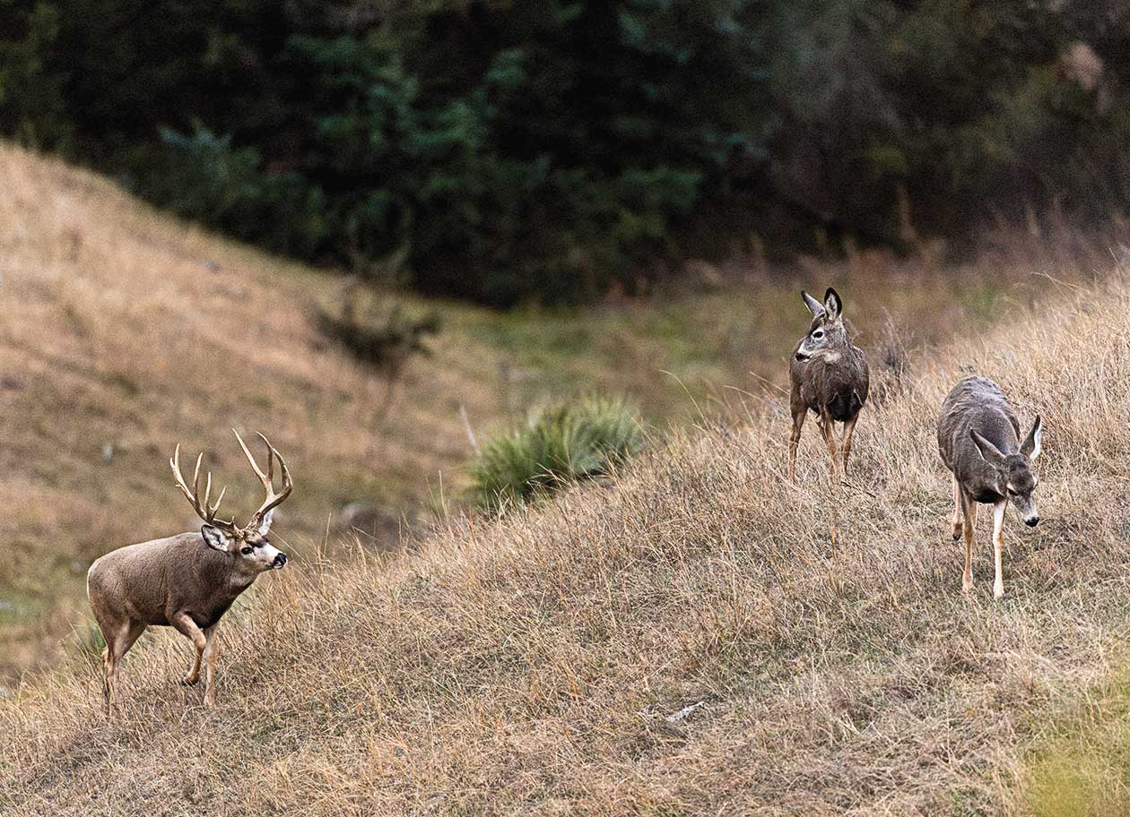 Mule deer loess canyons