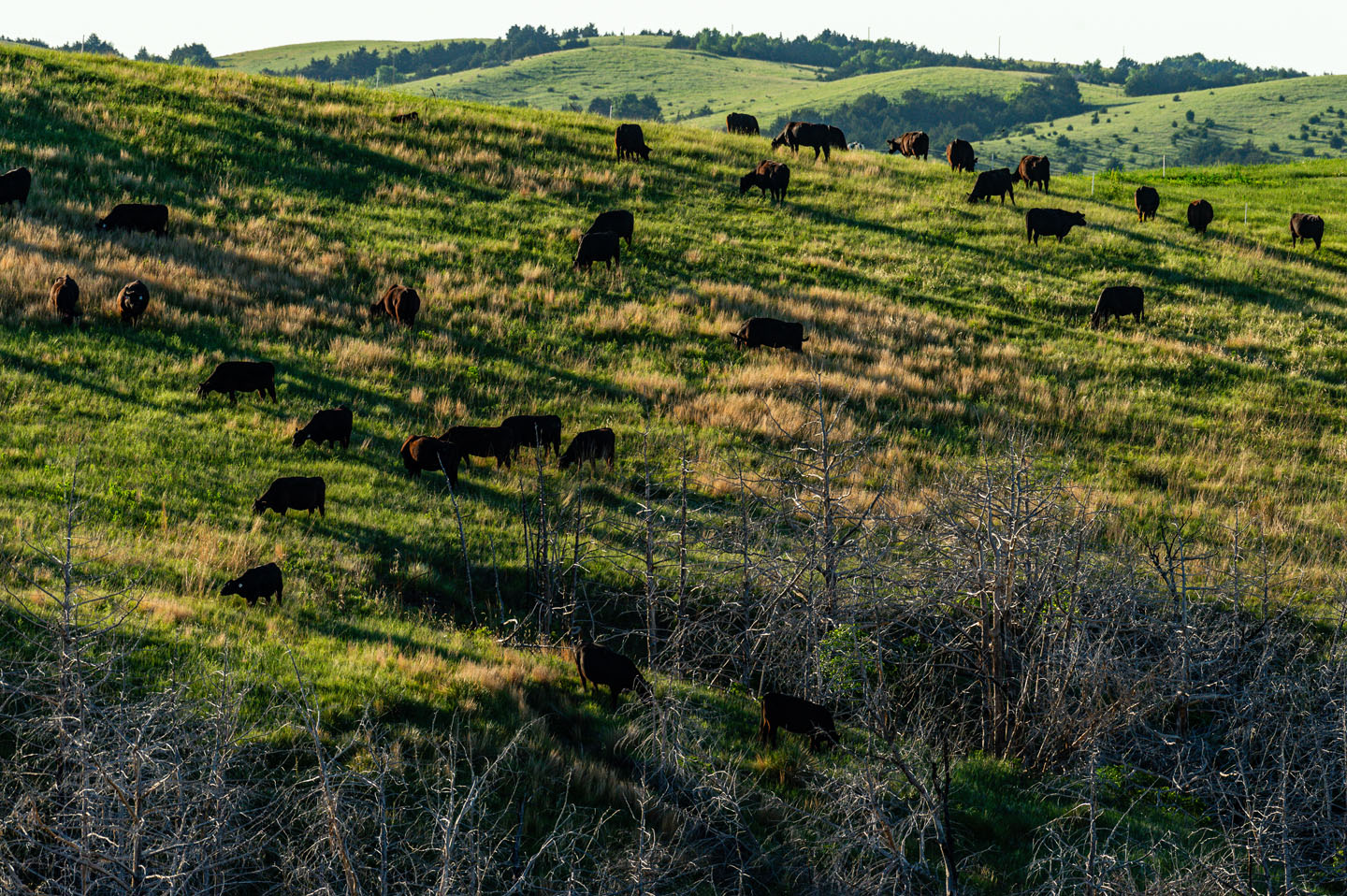 Loess canyons livestock