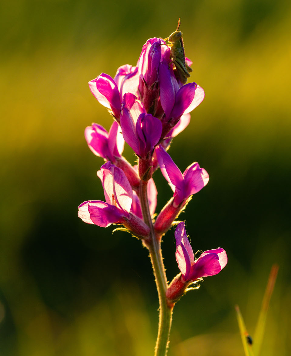 Purple locoweed