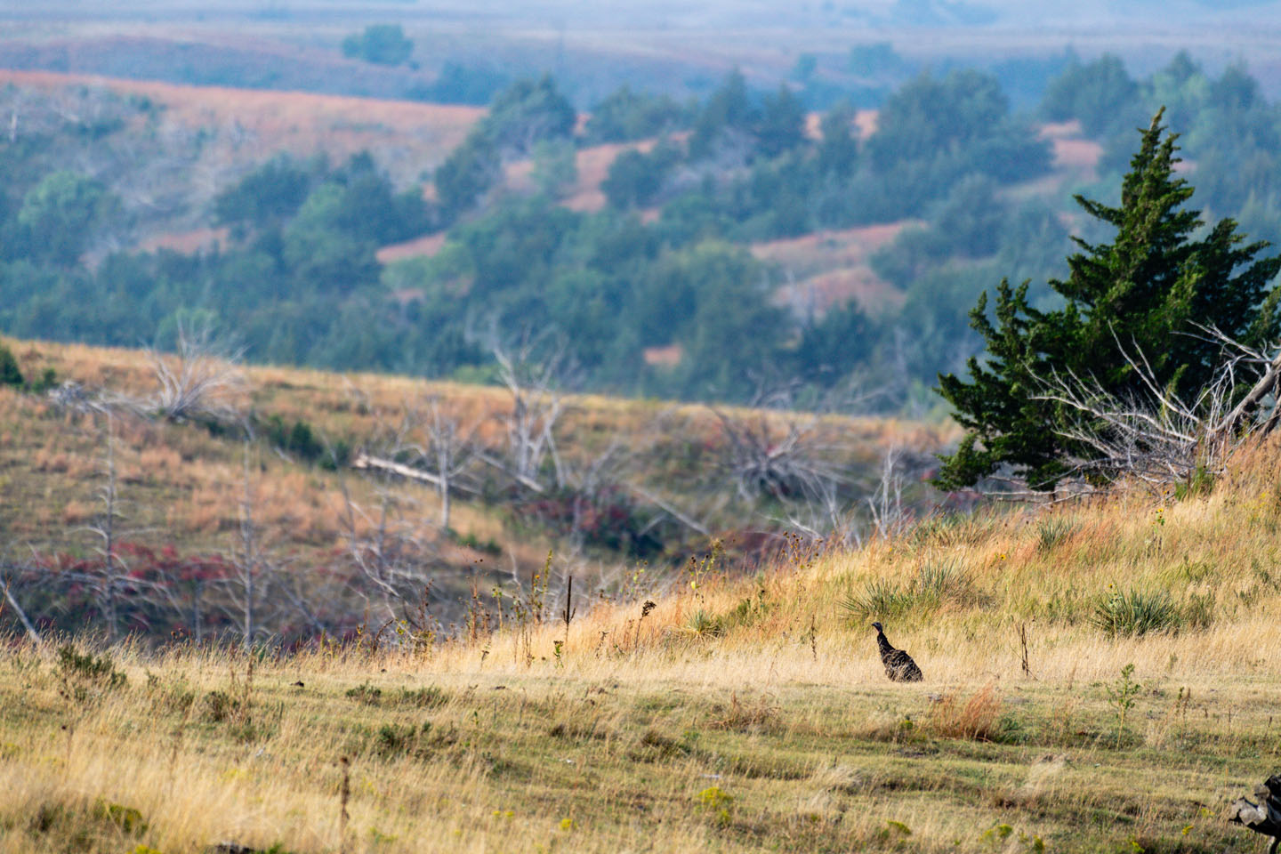 Loess canyons turkeys